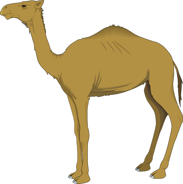 Camel