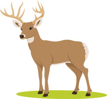 deer