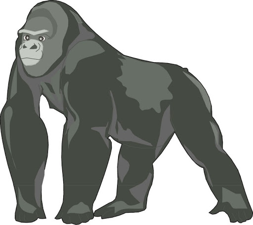 Gorilla
